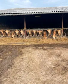 Dermatose nodulaire contagieuse : encore deux cas dans la région