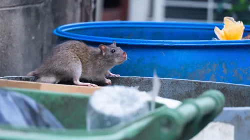Autour de Cazères. Rats, asticots, containers inaccessibles pour...