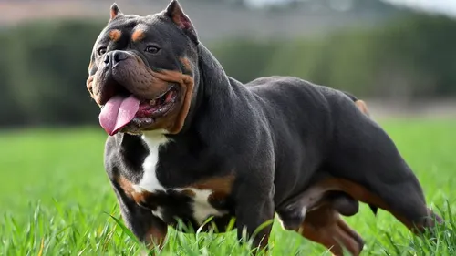 Toulouse. Le pénis sectionné par un molosse lors d'une bagarre 