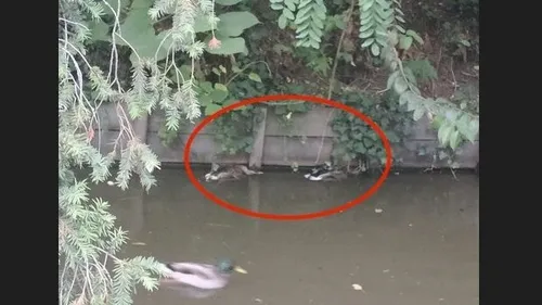 Toulouse. Pourquoi cette hécatombe chez les canards du Jardin des...