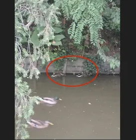 Toulouse. Pourquoi cette hécatombe chez les canards du Jardin des...