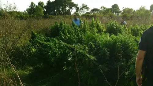 Les 1400 pieds de cannabis découverts près de Toulouse n'étaient...