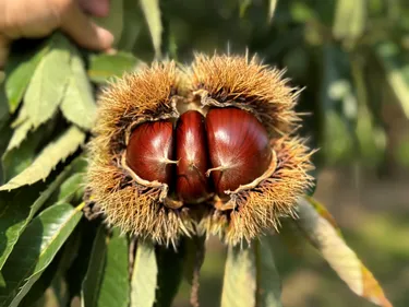La ferme Castaneas dans le Tarn et Garonne