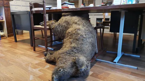 Montjoi : un éleveur dépose un cadavre de cochon à la mairie