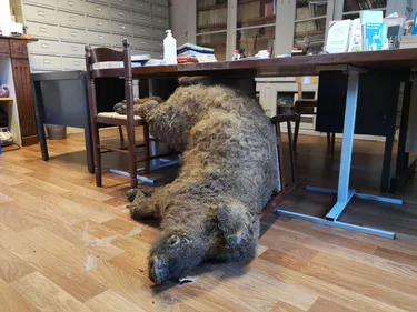 Montjoi : un éleveur dépose un cadavre de cochon à la mairie