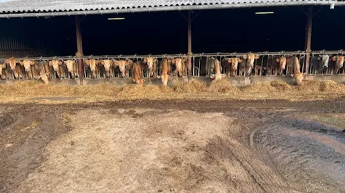 Dermatose: les gendarmes contrôlent la ferme d'Ariège, abattage du...