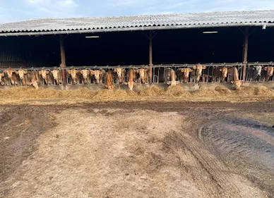 Dermatose: les gendarmes contrôlent la ferme d'Ariège, abattage du...