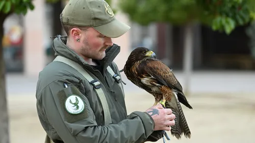 Comment Toulouse va faire la chasse aux nuées d'étourneaux ?