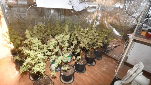 Mazamet : dix mois de prison pour un cultivateur de cannabis à...