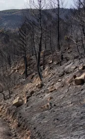 Incendie des Corbières : un agent de l’ONF mis en examen, un...