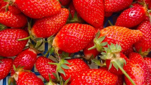 En Tarn-et-Garonne, la cueillette de fraises bio séduit un public...