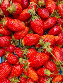 En Tarn-et-Garonne, la cueillette de fraises bio séduit un public...