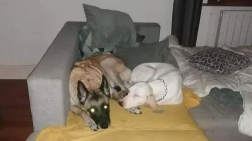 Que devient Gump, le chien porcelaine en cavale ?