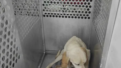 Après un périple de 1000km, Gump a été attrapé, en Gironde