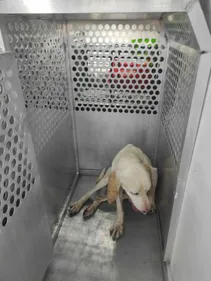 Après un périple de 1000km, Gump a été attrapé, en Gironde