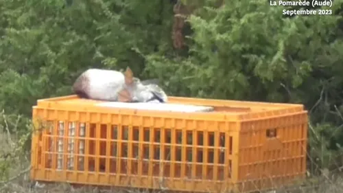 VIDEO - Polémique. Un club canin accusé de "massacrer" des animaux...