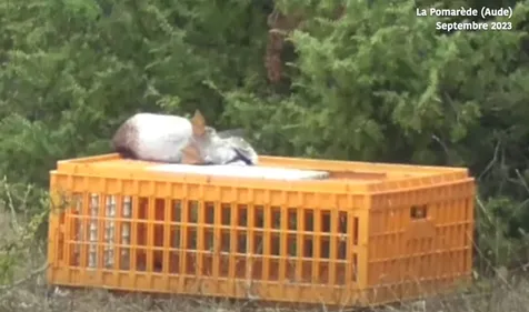 VIDEO - Polémique. Un club canin accusé de "massacrer" des animaux...