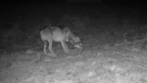 "Il faut simplifier les procédures de tirs contre le loup" estime...