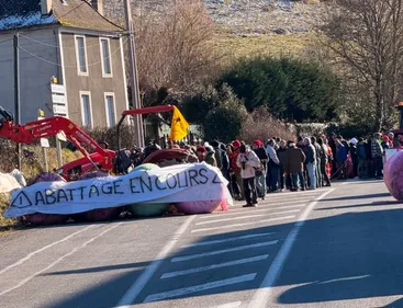 Ariège : colère et inquiétude après un nouvel abattage de bovins à...