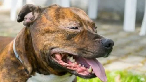 Animaux maltraités à Béziers : le dirigeant de l'Arche de Noël jugé...