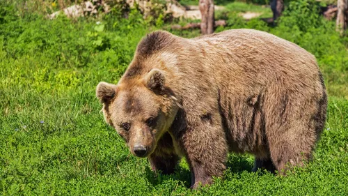 Pyrénées: la population d'ours bruns continue de progresser dans le...