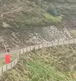 Ariège : l’inquiétude des éleveurs après des attaques présumées d’ours