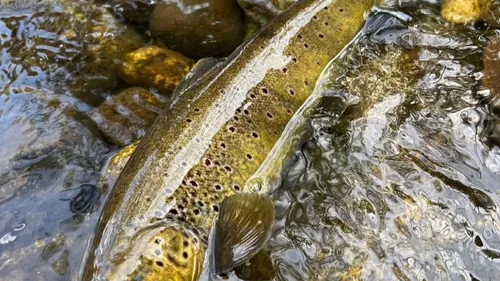Retour de la pêche dans l’Aude !
