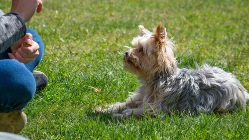 Toulouse :  La ville où il fait bon vivre pour les chiens