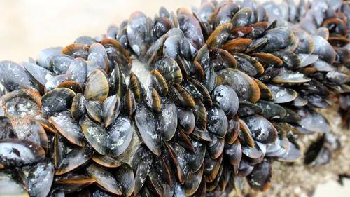 Etang de Thau: récolte et commercialisation des moules et des...