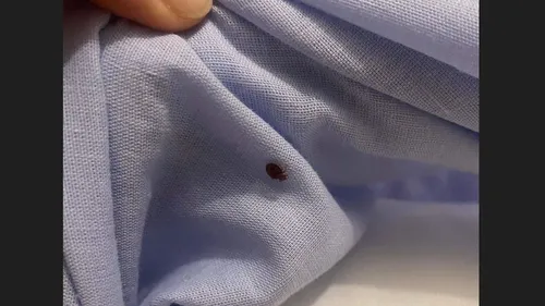 Toulouse. "Je dormais avec gants, survêt' et cagoule" témoigne...