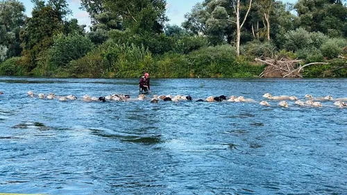 EN IMAGES.  Le sauvetage de 70 moutons bloqués par la montée de la...