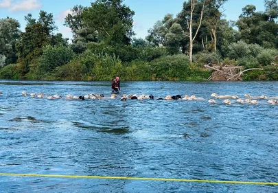 EN IMAGES.  Le sauvetage de 70 moutons bloqués par la montée de la...