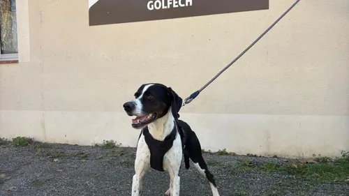 Dans le Tarn et Garonne, la SPA de Golfech cherche des familles...