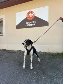 Dans le Tarn et Garonne, la SPA de Golfech cherche des familles...