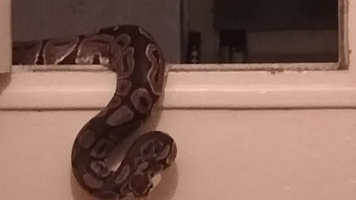 Toulouse. Voici le python que Patrick a trouvé dans ses toilettes...