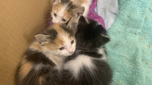 Castres. Les trois chatons, sauvés in extremis rue Sabaterie, ont...
