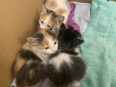 Castres. Les trois chatons, sauvés in extremis rue Sabaterie, ont...