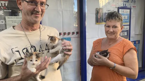 Castres. Héroïque, Serge sauve trois chatons jetés vivants dans une...