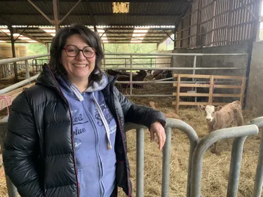 Près de Mazamet. Une bactérie contamine leurs vaches, une...