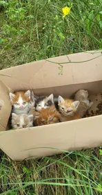 Près de Castres. Voués à une mort certaine, huit chatons retrouvés...