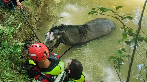 Près de Toulouse. Les pompiers secourent un cheval, tombé dans un...