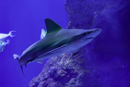 4 nouveaux requins gris rejoignent l'aquarium Oniria à...