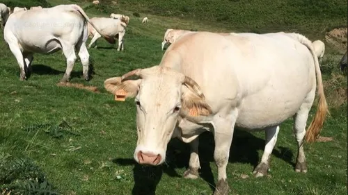 INFO 100%. Le Gers à son tour touché par la maladie hémorragique...