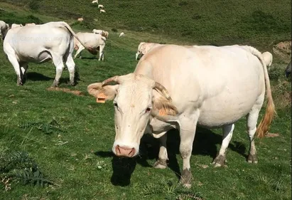INFO 100%. Le Gers à son tour touché par la maladie hémorragique...