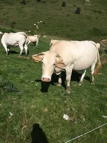Dermatose nodulaire : les éleveurs de l’Aude réclament un...
