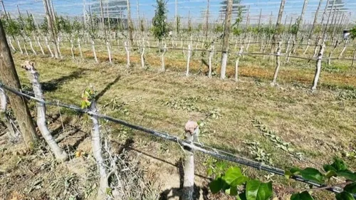 Des milliers d'arbres saccagés dans un verger près de Lavaur 