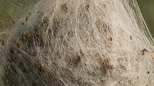 Découvrez comment lutter contre les chenilles processionnaires...