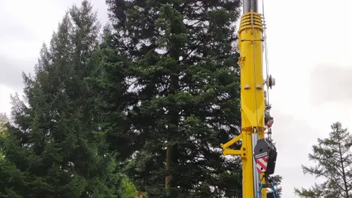 Le Grand Sapin coupé en forêt de Bousson, en Meurthe-et-Moselle