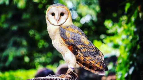 Des bébés chouettes à Eschau 