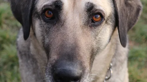 SPA : Elsa recherche l’amour d’une nouvelle famille 